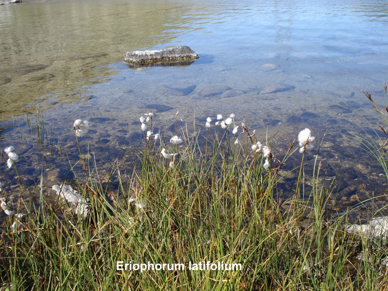 Eriophorum latifolium / Pennacchi dalla foglia larga